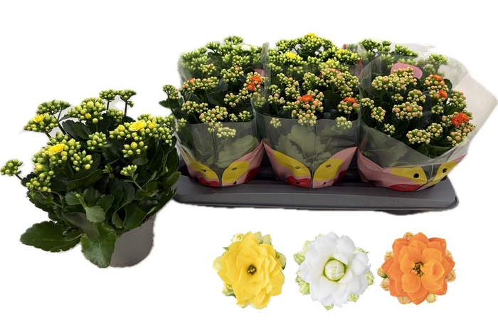 <h4>KALAN CALAN MIX QUEEN P13</h4>