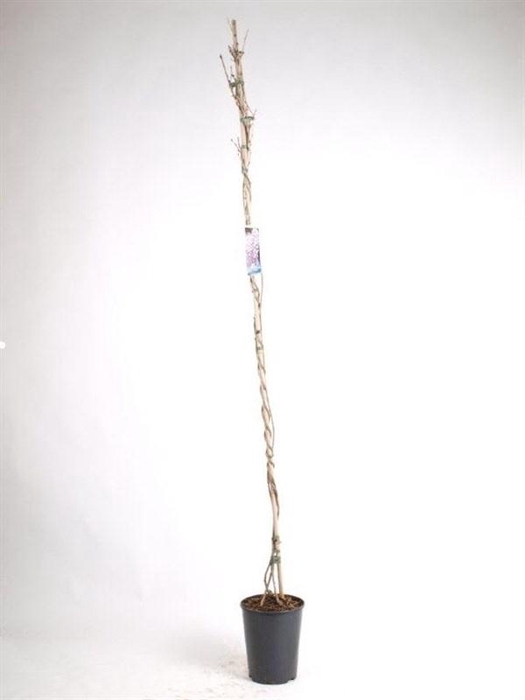 <h4>WIST FL DOMINO</h4>