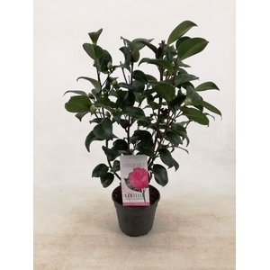 Camellia japonica 'Principessa Baciocchi' 15 cm