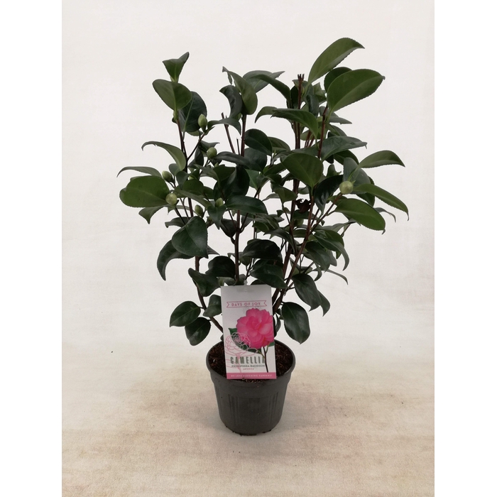 <h4>Camellia japonica 'Principessa Baciocchi' 15 cm</h4>