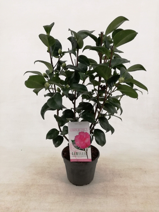 Camellia japonica 'Principessa Baciocchi' 15 cm