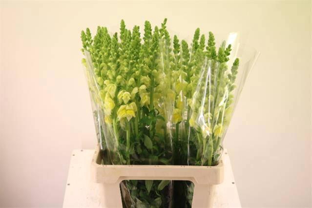 <h4>ANTIR LEGEND YELLOW</h4>