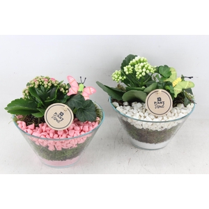 Arr2 Pl - Glas Schaaltje X3 - Roze/wit