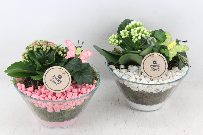 <h4>arr2 PL - Glas schaaltje x3 - roze/wit</h4>