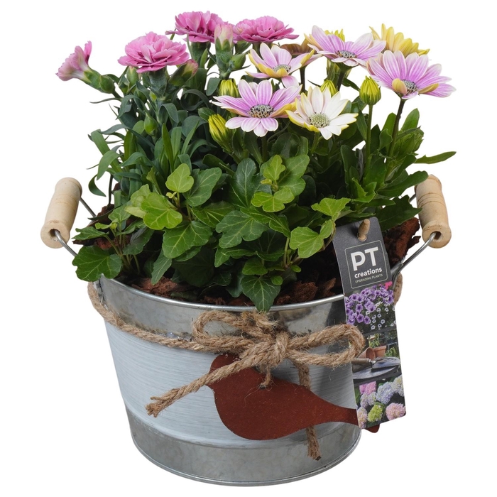 <h4>PTPP6906 Arrangement Patio in metalen schaal</h4>