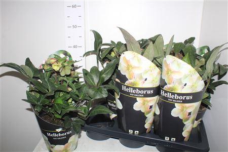 <h4>Hell Viv Valeria 20+exclusief</h4>