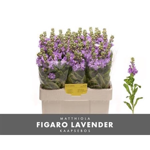 Matth Figaro Lavendel