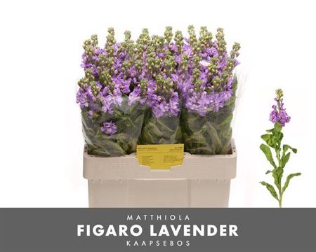 <h4>Matth Figaro Lavendel</h4>