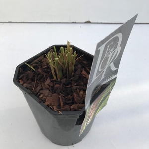 Pennisetum 'Viridescens'