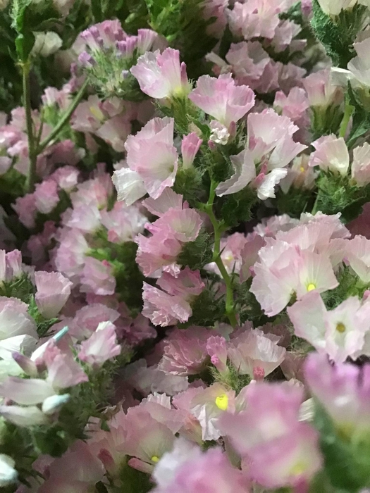 LIM S APRICOT SUN BIRDS 80/60GR