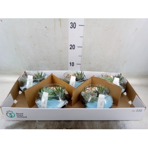 Arr.  Succulents L%