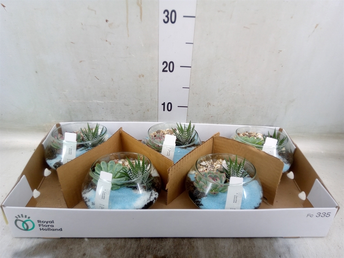<h4>Arr.  Succulents L%</h4>