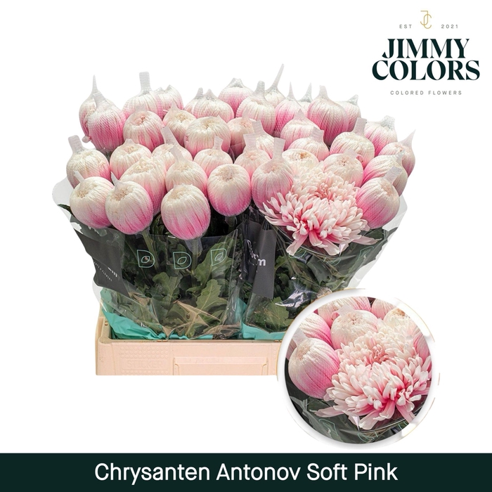 <h4>Chr G Antonov Soft pink</h4>