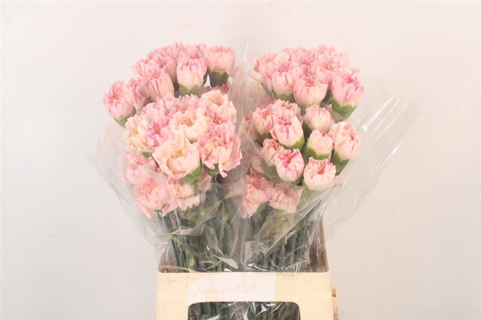 <h4>Di St Minami Sukari</h4>