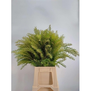 ACACIA HOWITTII CLAIR DE LUNE