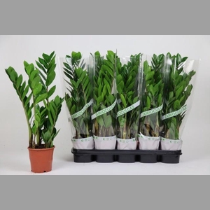 ZAMIO ZAMIIFOLIA