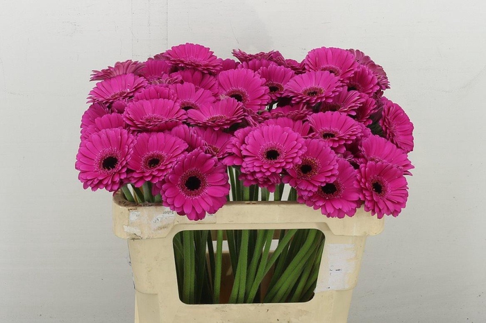 <h4>Ge. Mi Anna</h4>