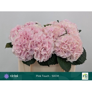 Hydrangea my beautiful pink touch