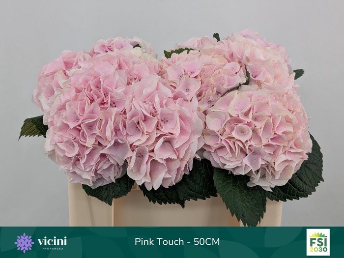 <h4>Hydrangea my beautiful pink touch</h4>