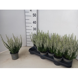 CALLU BL VERENKA