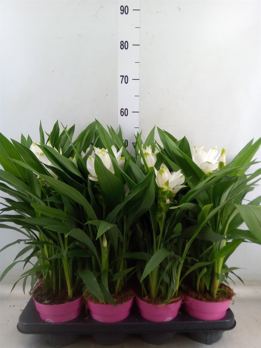 <h4>Curcuma alism. 'Siam Sisto'</h4>