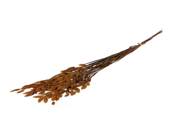 Bunch Chasmantium Pres. 80g L70