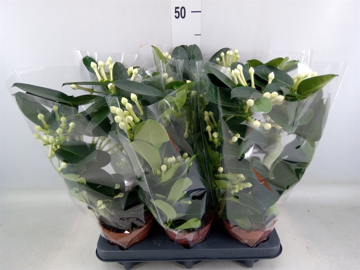 <h4>Stephanotis floribunda   ...</h4>