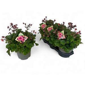 GEUM RIVALE