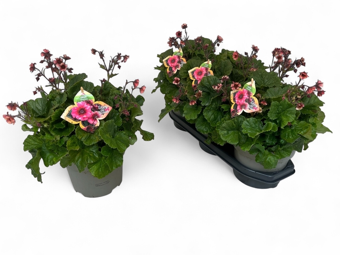 <h4>GEUM RIVALE</h4>