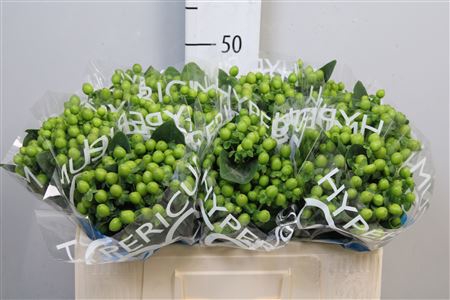 <h4>Hyp Coco Bamboo</h4>