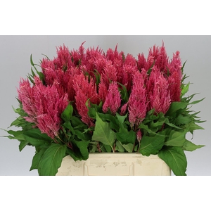 Celosia P Royal Pink