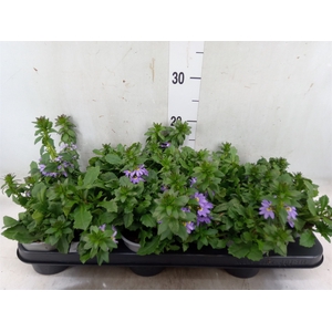 Scaevola aemula 'Blue Fan'