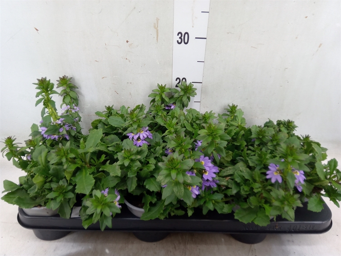 <h4>Scaevola aemula 'Blue Fan'</h4>