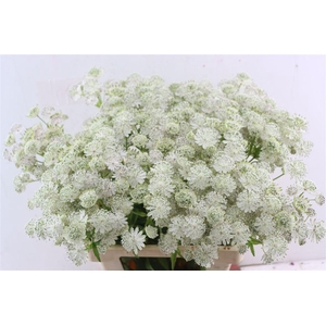 Astrantia Wit