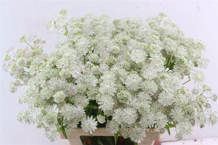 <h4>Astrantia Wit</h4>