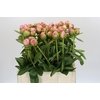 Paeonia (Lactiflora Grp) 'Marty Star'