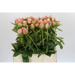 Paeonia (Lactiflora Grp) 'Marty Star'