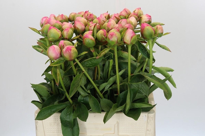 Paeonia (Lactiflora Grp) 'Marty Star'