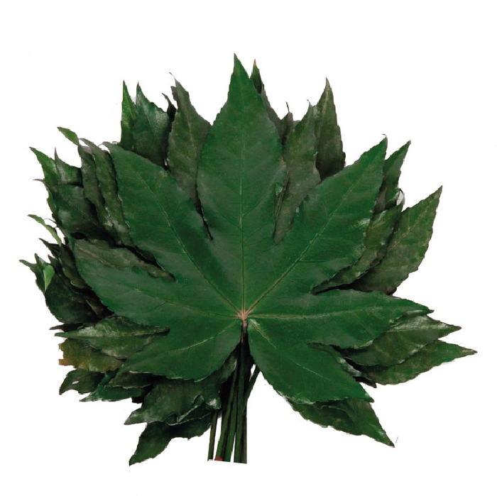 Aralia Hojas Green