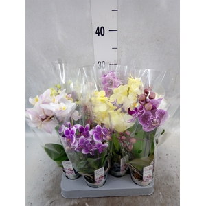 Phalaenopsis multi.   ...mix