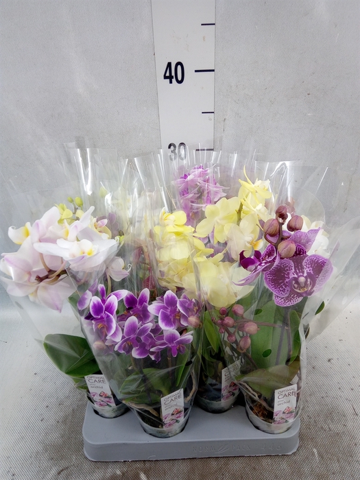 <h4>Phalaenopsis multi.   ...mix</h4>