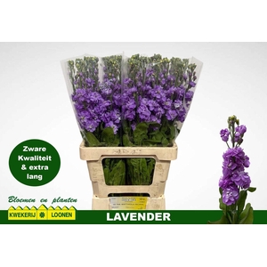 MATTH MILLA LAVENDER