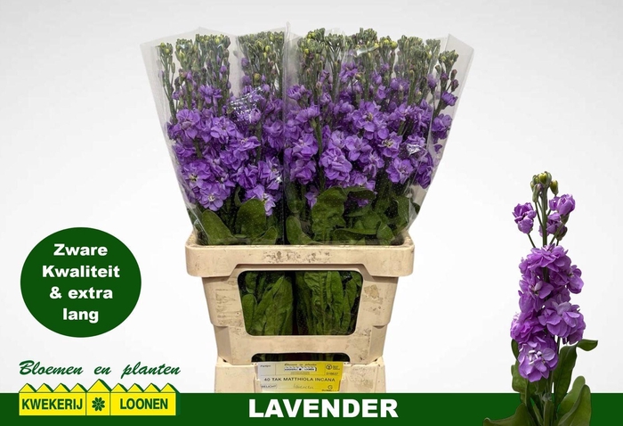 <h4>MATTH MILLA LAVENDER</h4>