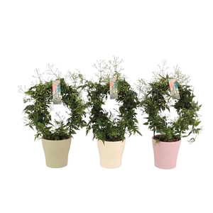Jasminum boog keramiek Anna Voorjaar p13 (Jasmijn) (roze, wit, groen)