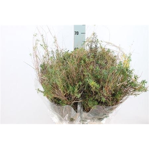 Euphorbia Spinoza Kort 350gr