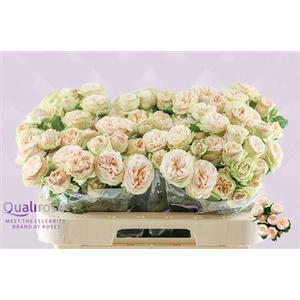 ROSA TR 'GENTLE TRENDSETTER'