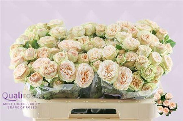 <h4>ROSA TR 'GENTLE TRENDSETTER'</h4>