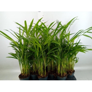 Dypsis lutescens   ...Chrysalidoca