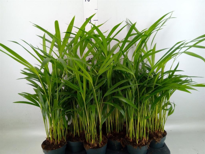 <h4>Dypsis lutescens   ...Chrysalidoca</h4>