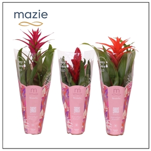 Bromelia gemengd